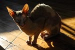 Cat in Sun